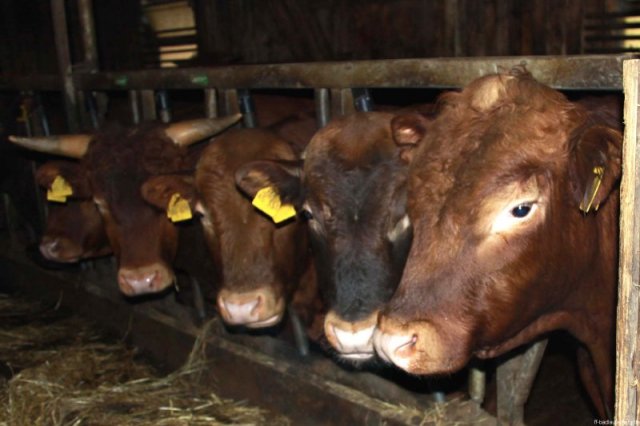 2010-05-31 -64- Grossuebung St. Andreasberg